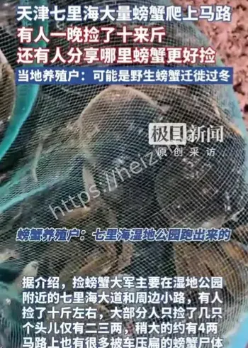 天津七里海螃蟹迁徙