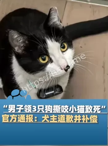 烈性犬未拴绳