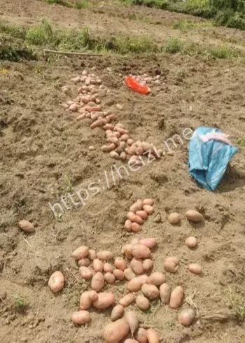 游客自驾捡土豆实现自由